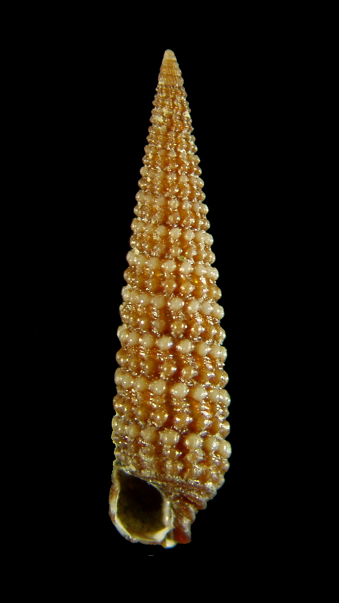 Marshallora adversa?